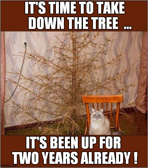 Cat Says Christmas Is Over ! | IT'S TIME TO TAKE
    DOWN THE TREE  ... IT'S BEEN UP FOR
 TWO YEARS ALREADY ! | image tagged in cats,christmas,christmas tree | made w/ Imgflip meme maker