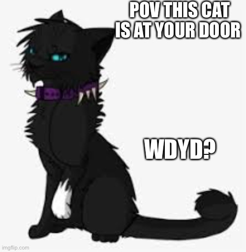 POV THIS CAT IS AT YOUR DOOR; WDYD? | made w/ Imgflip meme maker