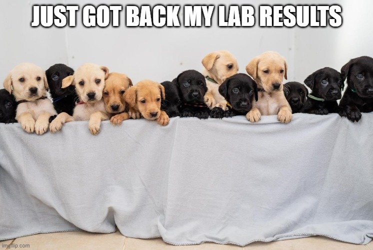 Lab Results | JUST GOT BACK MY LAB RESULTS | image tagged in labrador,cute puppies,puppies | made w/ Imgflip meme maker