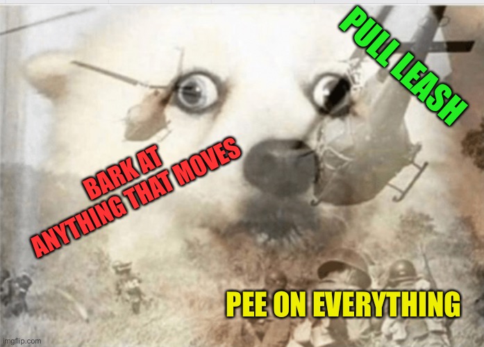My dog on a walk | PULL LEASH; BARK AT ANYTHING THAT MOVES; PEE ON EVERYTHING | image tagged in ptsd dog,dogs,memes,funny | made w/ Imgflip meme maker