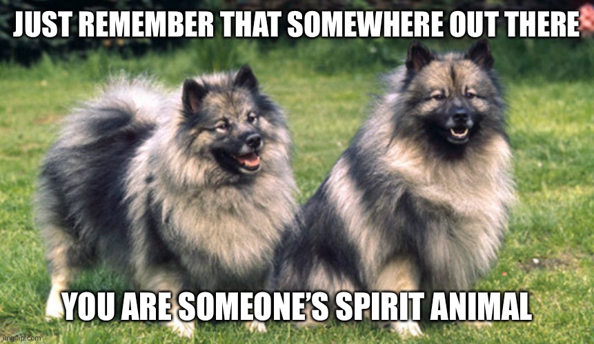 Spirit animal | JUST REMEMBER THAT SOMEWHERE OUT THERE; YOU ARE SOMEONE’S SPIRIT ANIMAL | image tagged in cute dog,helping depression,keeshond,you are loved,god bless you | made w/ Imgflip meme maker