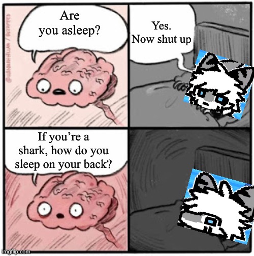 Beds with a dent in the middle for the fin, I guess. | Yes. Now shut up; Are you asleep? If you’re a shark, how do you sleep on your back? | image tagged in brain before sleep,furry memes,furry,the furry fandom,shark | made w/ Imgflip meme maker