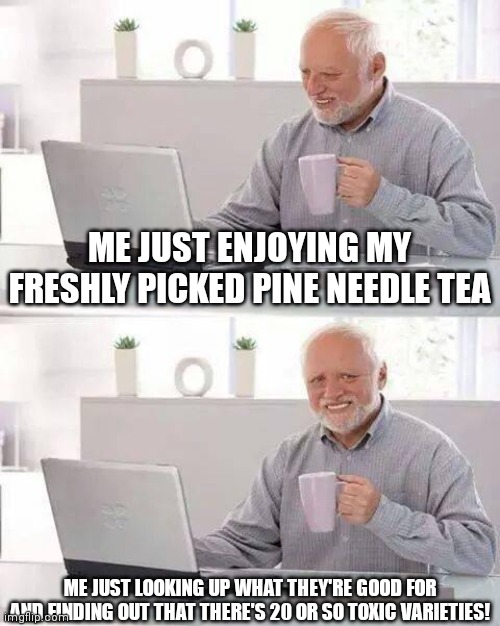 Funny health | ME JUST ENJOYING MY FRESHLY PICKED PINE NEEDLE TEA; ME JUST LOOKING UP WHAT THEY'RE GOOD FOR AND FINDING OUT THAT THERE'S 20 OR SO TOXIC VARIETIES! | image tagged in memes,hide the pain harold | made w/ Imgflip meme maker