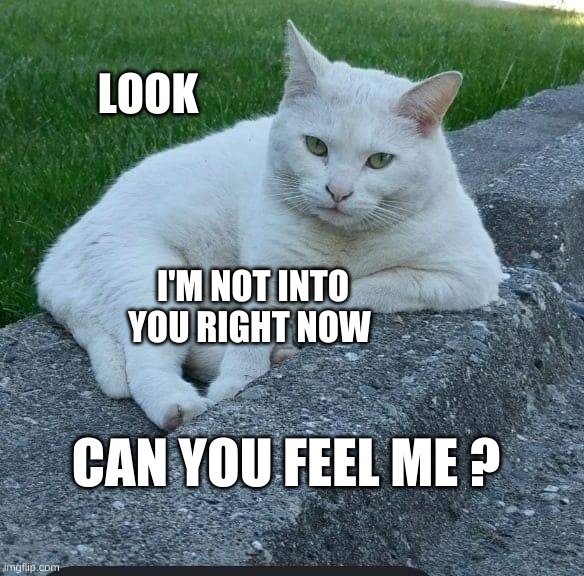 Feta |  LOOK; I'M NOT INTO YOU RIGHT NOW; CAN YOU FEEL ME ? | image tagged in that face you make when,one does not simply,what if i told you,smudge the cat,cat,i should buy a boat cat | made w/ Imgflip meme maker