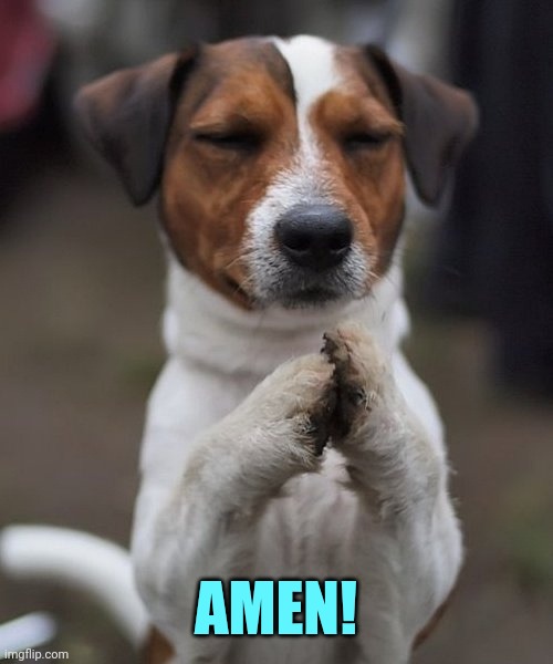 praying dog | AMEN! | image tagged in praying dog | made w/ Imgflip meme maker