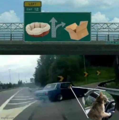 Cats be like | image tagged in left exit 12 off ramp | made w/ Imgflip meme maker