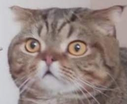 Lulu Blank Meme Template