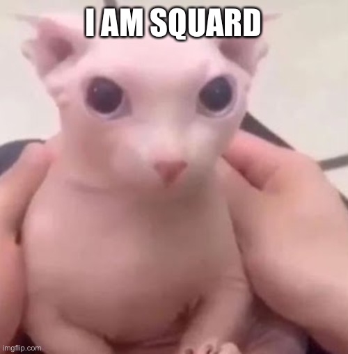 Bingus | I AM SQUARD | image tagged in bingus | made w/ Imgflip meme maker