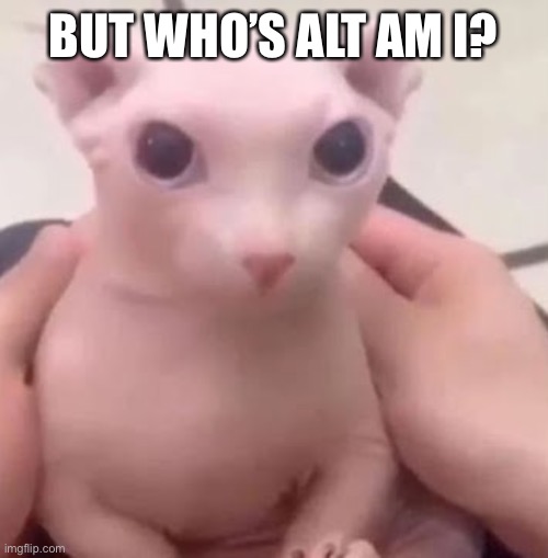 Bingus | BUT WHO’S ALT AM I? | image tagged in bingus | made w/ Imgflip meme maker