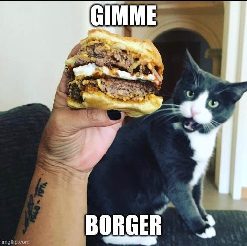  GIMME; BORGER | image tagged in angry cat,hungry cat,i can has cheezburger cat,shake shack,fat cat | made w/ Imgflip meme maker