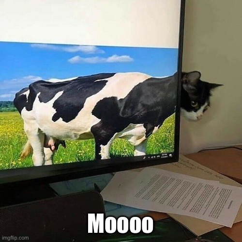 Cow Cat | Moooo | image tagged in funny memes,funny cat memes | made w/ Imgflip meme maker