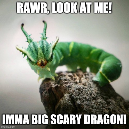 Dragon catapiller | RAWR, LOOK AT ME! IMMA BIG SCARY DRAGON! | image tagged in dragon catapiller | made w/ Imgflip meme maker