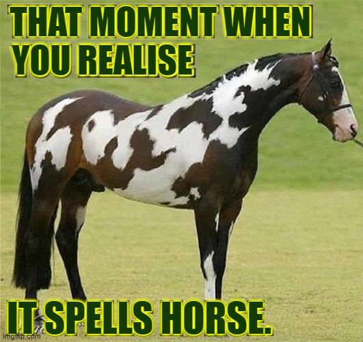 THAT MOMENT WHEN; YOU REALISE; IT SPELLS HORSE. | image tagged in vince vance,horses,palomino,paint,memes,birthmark | made w/ Imgflip meme maker