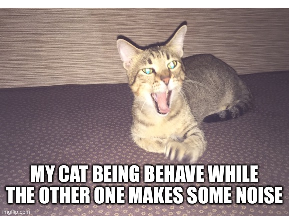 cute | MY CAT BEING BEHAVE WHILE THE OTHER ONE MAKES SOME NOISE | image tagged in cat,meow | made w/ Imgflip meme maker