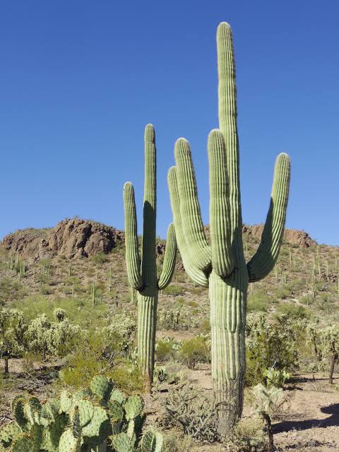 High Quality Cactus Blank Meme Template