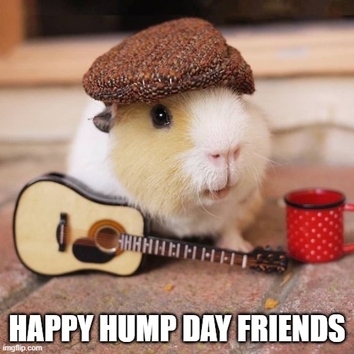 Guinea pig | HAPPY HUMP DAY FRIENDS | image tagged in guinea pig | made w/ Imgflip meme maker