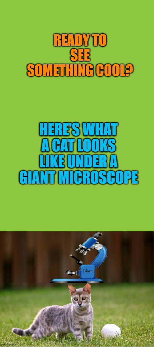 check it out! | READY TO SEE SOMETHING COOL? HERE'S WHAT A CAT LOOKS LIKE UNDER A GIANT MICROSCOPE | image tagged in giant microscope,cat,check it out,really cool | made w/ Imgflip meme maker