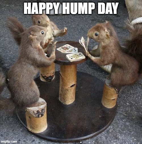 SQUIRRELS |  HAPPY HUMP DAY | image tagged in squirrels | made w/ Imgflip meme maker