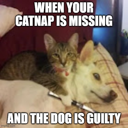 were is it | WHEN YOUR CATNAP IS MISSING; AND THE DOG IS GUILTY | image tagged in give catnap or else | made w/ Imgflip meme maker