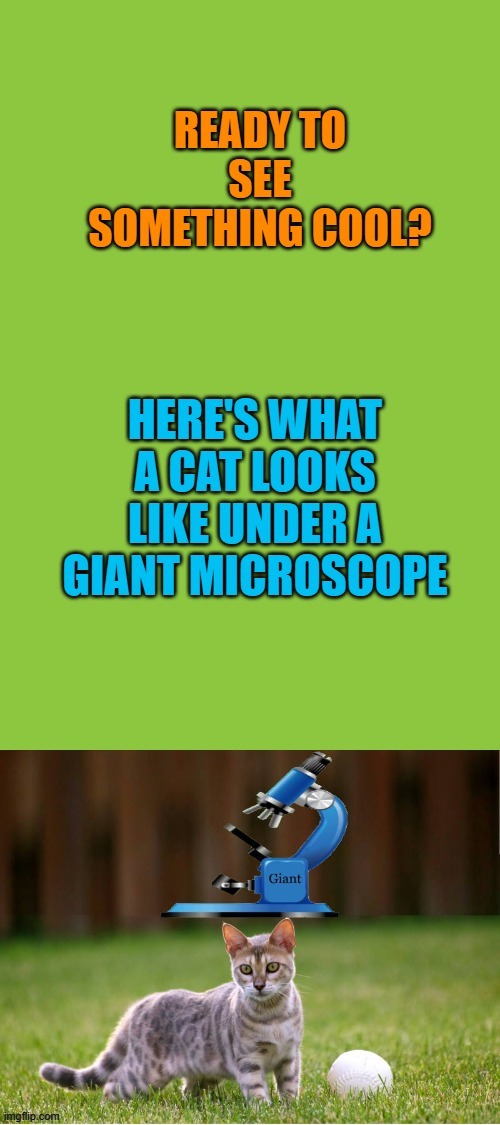 check this out! | image tagged in giant microscope,cat,check it out,very cool | made w/ Imgflip meme maker