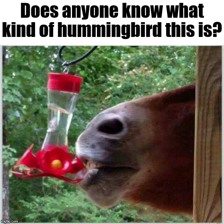 For the birds | Does anyone know what kind of hummingbird this is? | image tagged in birds | made w/ Imgflip meme maker