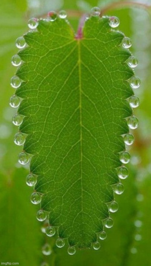 Symmetry | image tagged in beautiful nature,leafy,morning dew | made w/ Imgflip meme maker