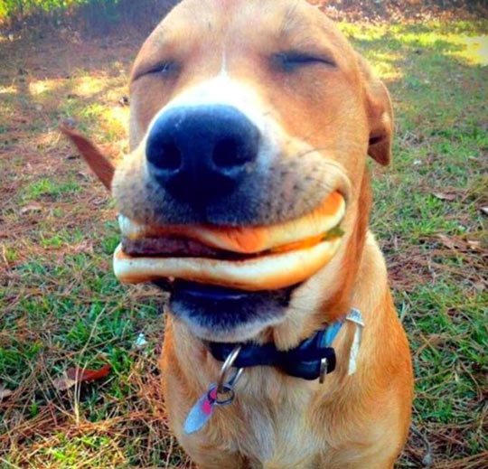 Hamburger Doge Blank Meme Template