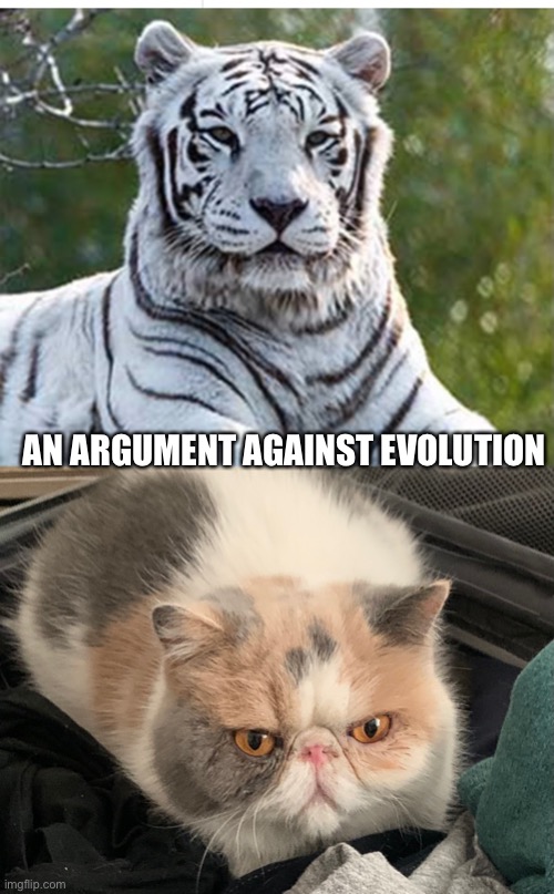Devolve | AN ARGUMENT AGAINST EVOLUTION | image tagged in funny,animals | made w/ Imgflip meme maker