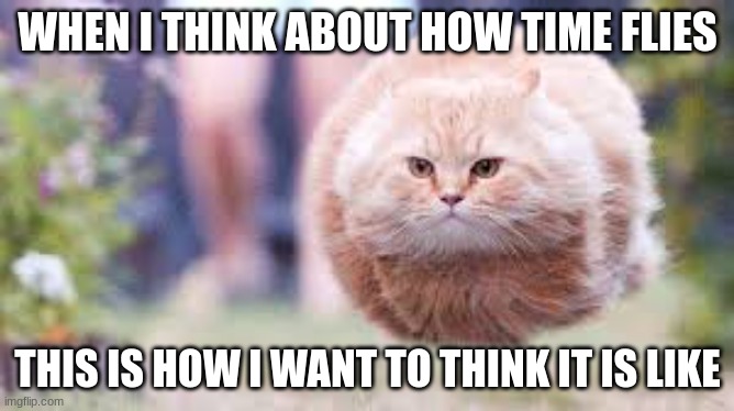 This Is How I Used To Feel | WHEN I THINK ABOUT HOW TIME FLIES; THIS IS HOW I WANT TO THINK IT IS LIKE | image tagged in funny,memes,cats,funny memes,time | made w/ Imgflip meme maker