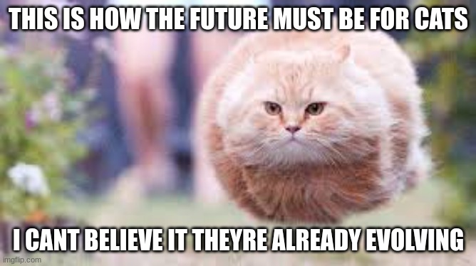 Back To The Future | THIS IS HOW THE FUTURE MUST BE FOR CATS; I CANT BELIEVE IT THEYRE ALREADY EVOLVING | image tagged in time,funny memes,cats,memes,fun | made w/ Imgflip meme maker