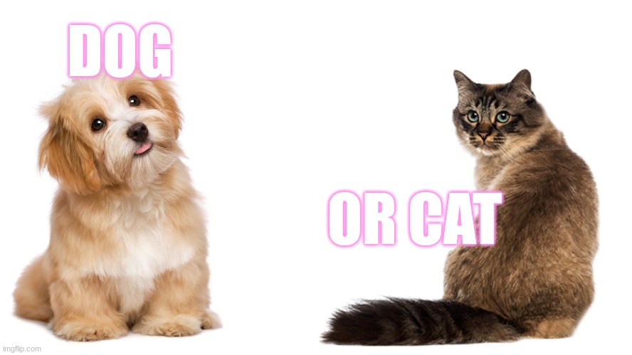 Cat or Dog | DOG; OR CAT | image tagged in cats,dog,question | made w/ Imgflip meme maker