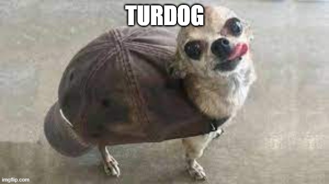 doggo in turtle cap shel | TURDOG | image tagged in turtle doggo | made w/ Imgflip meme maker