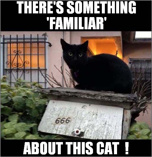 I Think There's A Witch At No.666 ! | THERE'S SOMETHING
'FAMILIAR'; ABOUT THIS CAT  ! | image tagged in cats,witch,familiar,666 | made w/ Imgflip meme maker