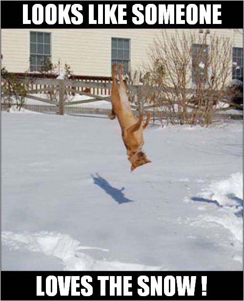 Winter Fun ! | LOOKS LIKE SOMEONE; LOVES THE SNOW ! | image tagged in dogs,winter,snow | made w/ Imgflip meme maker