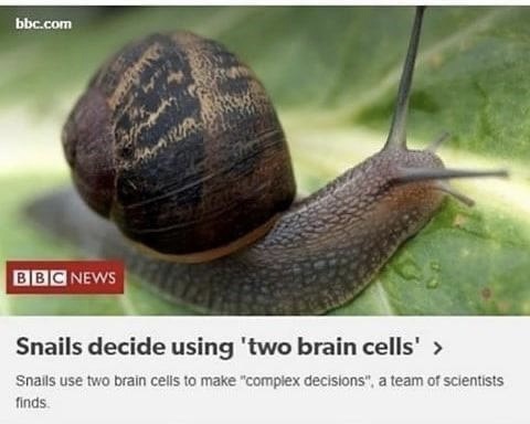 High Quality Snails brain cells Blank Meme Template