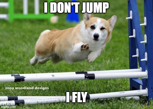 I don't jump | I DON'T JUMP; I FLY | image tagged in awesome corgi andshit | made w/ Imgflip meme maker