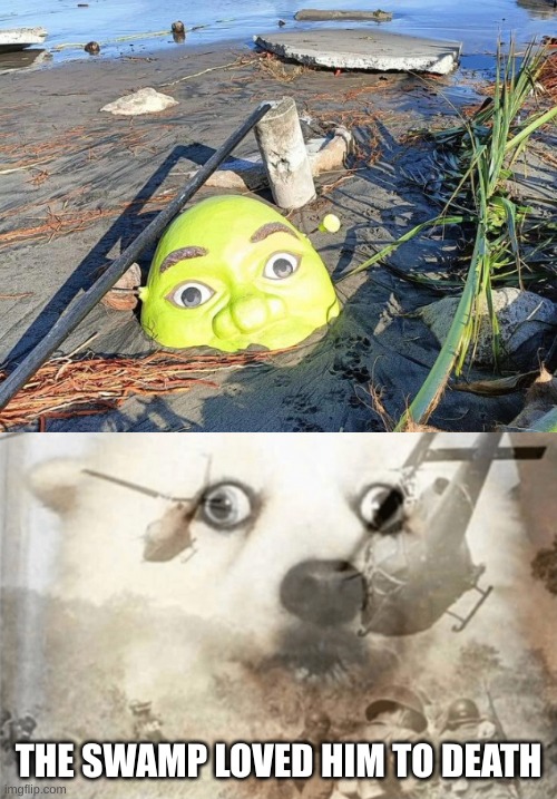 THE SWAMP LOVED HIM TO DEATH | image tagged in ptsd dog | made w/ Imgflip meme maker