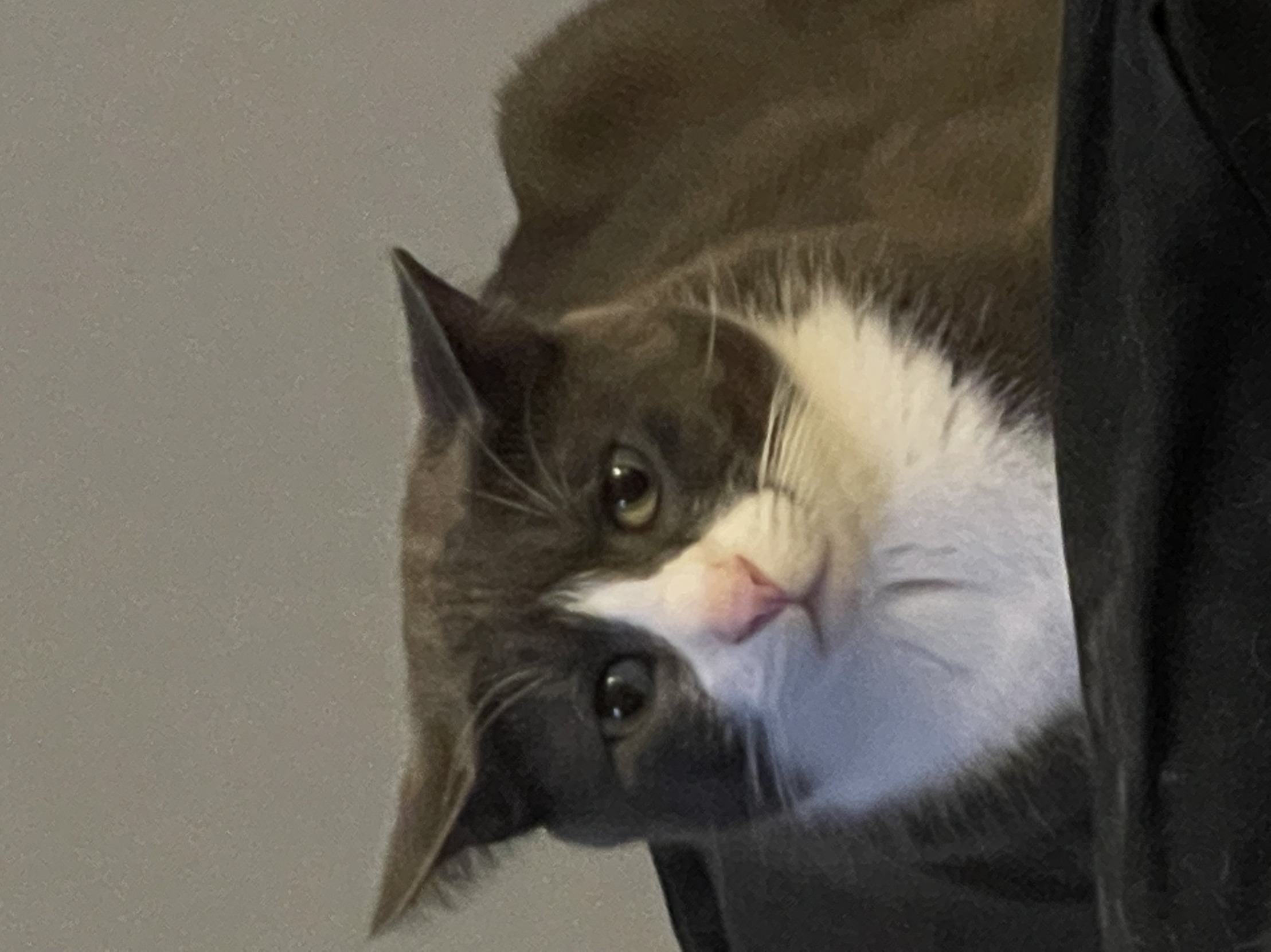 High Quality Little Cat Eooming Blank Meme Template