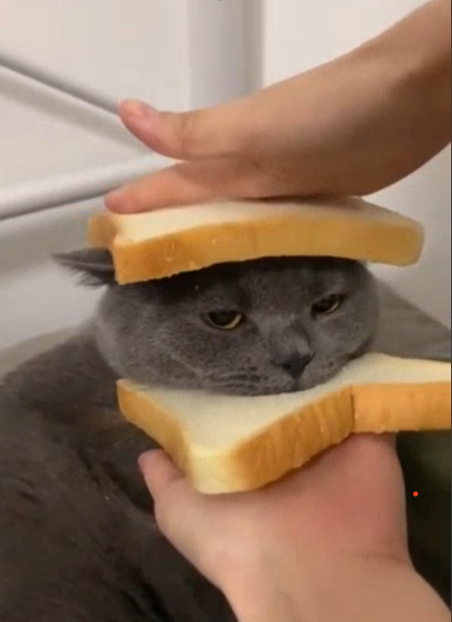 Cat Sandwich Blank Meme Template