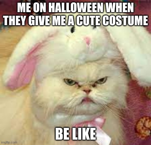Me On Halloween | ME ON HALLOWEEN WHEN THEY GIVE ME A CUTE COSTUME; BE LIKE | image tagged in mad cat,cats,funny,memes,haha | made w/ Imgflip meme maker