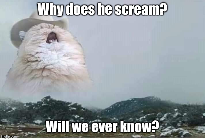 The true question | Why does he scream? Will we ever know? | image tagged in screaming cat | made w/ Imgflip meme maker
