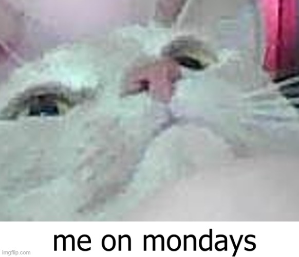 me on mondays | image tagged in cat,cute,funny,meme,save me,help me | made w/ Imgflip meme maker