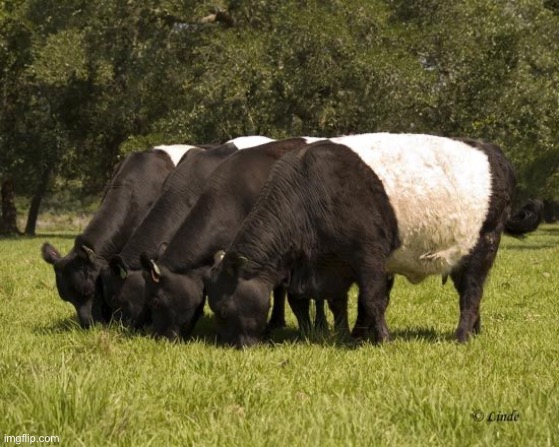 oreo cattle | image tagged in oreo cattle | made w/ Imgflip meme maker