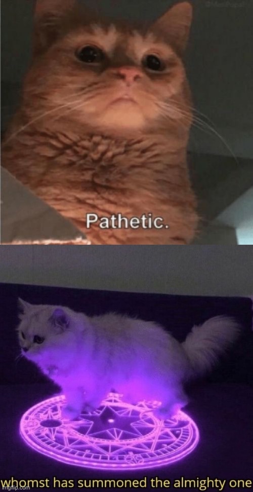 image tagged in pathetic cat,whomst has summoned the almighty one | made w/ Imgflip meme maker