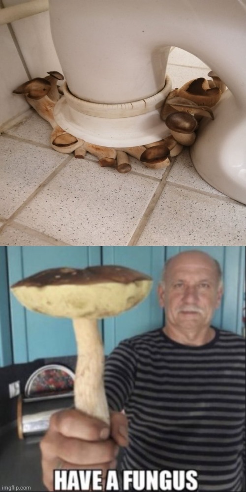 Mushroom toilet | image tagged in have a fungus,mushrooms,mushroom,toilet,toilets,memes | made w/ Imgflip meme maker
