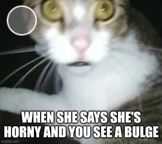 What the F cat | WHEN SHE SAYS SHE'S HORNY AND YOU SEE A BULGE | image tagged in look back cat | made w/ Imgflip meme maker