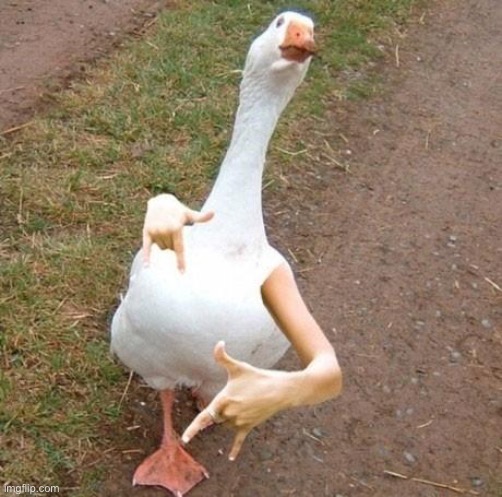 swagger goose | image tagged in swagger goose | made w/ Imgflip meme maker