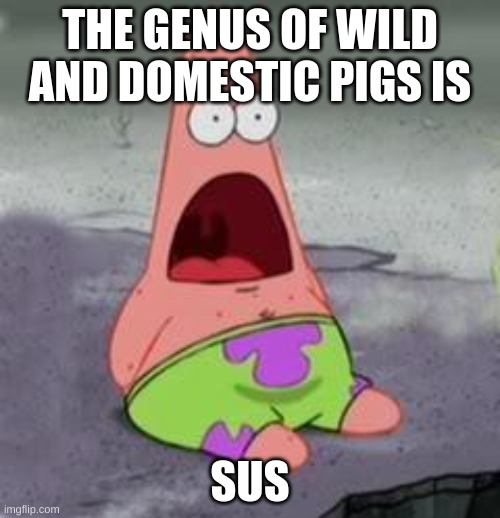 its tru though | THE GENUS OF WILD AND DOMESTIC PIGS IS; SUS | image tagged in suprised patrick | made w/ Imgflip meme maker