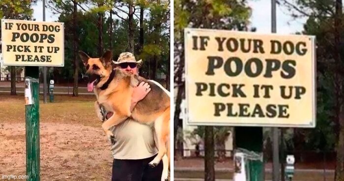 if you get it you get it | image tagged in dogs | made w/ Imgflip meme maker