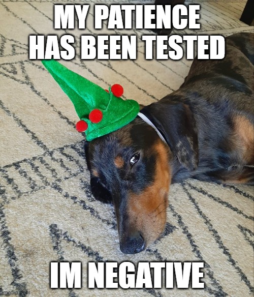 Patience | MY PATIENCE HAS BEEN TESTED; IM NEGATIVE | image tagged in dog,funny dogs,merry christmas | made w/ Imgflip meme maker